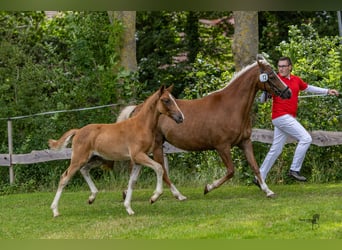 German Riding Pony, Stallion, 1 year, 14.1 hh, Chestnut-Red