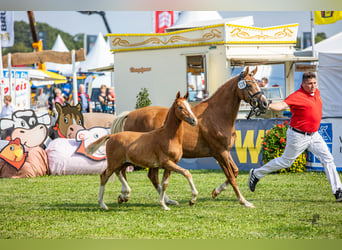 German Riding Pony, Stallion, 1 year, 14.1 hh, Chestnut-Red