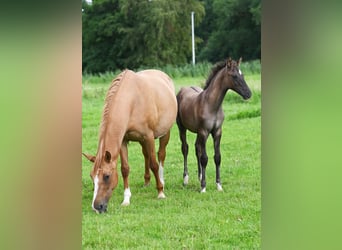 German Riding Pony, Stallion, 1 year, 14.1 hh, Grullo