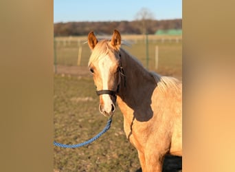 German Riding Pony, Stallion, 1 year, 14.1 hh, Palomino