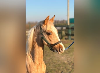 German Riding Pony, Stallion, 1 year, 14.1 hh, Palomino