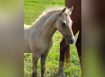 German Riding Pony, Stallion, 1 year, 14.1 hh, Palomino