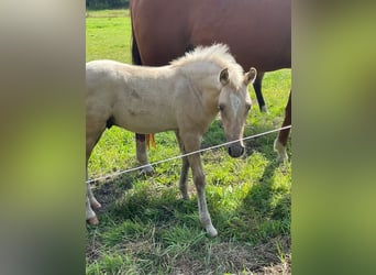 German Riding Pony, Stallion, 1 year, 14.1 hh, Palomino