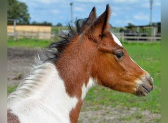 German Riding Pony, Stallion, 1 year, 14.1 hh, Roan-Bay