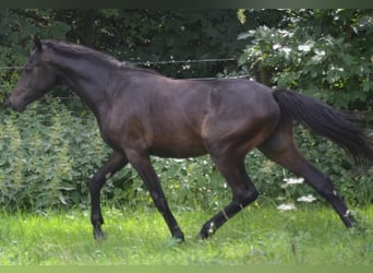 German Riding Pony, Stallion, 1 year, 14.1 hh, Smoky-Black