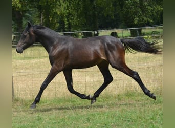 German Riding Pony, Stallion, 1 year, 14.1 hh, Smoky-Black