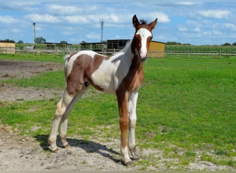 German Riding Pony, Stallion, 1 year, 14.1 hh, Tobiano-all-colors