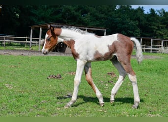 German Riding Pony, Stallion, 1 year, 14.1 hh, Tobiano-all-colors