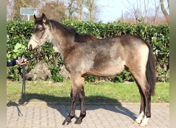 German Riding Pony, Stallion, 1 year, 14.2 hh, Buckskin