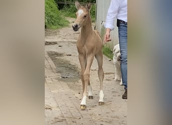 German Riding Pony, Stallion, 1 year, 14.2 hh, Buckskin