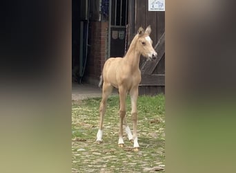German Riding Pony, Stallion, 1 year, 14.2 hh, Buckskin