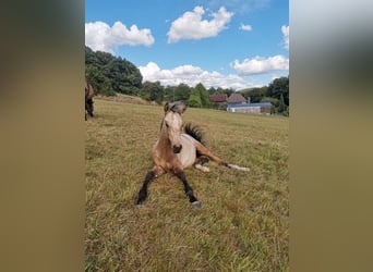 German Riding Pony, Stallion, 1 year, 14.2 hh, Buckskin