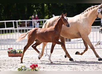 German Riding Pony, Stallion, 1 year, 14.2 hh, Chestnut