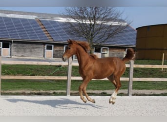 German Riding Pony, Stallion, 1 year, 14.2 hh, Chestnut-Red