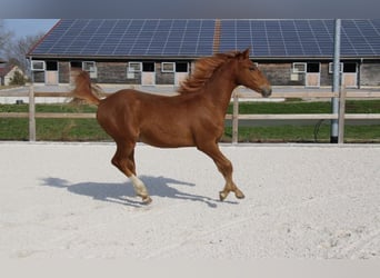 German Riding Pony, Stallion, 1 year, 14.2 hh, Chestnut-Red