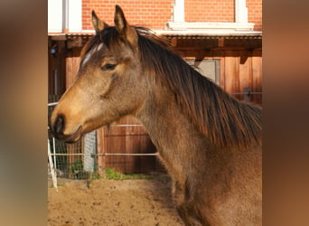 German Riding Pony, Stallion, 1 year, 14,2 hh, Dun