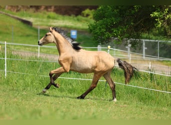 German Riding Pony, Stallion, 1 year, 14.2 hh, Dun