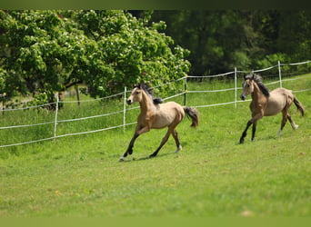 German Riding Pony, Stallion, 1 year, 14.2 hh, Dun