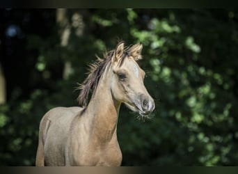 German Riding Pony, Stallion, 1 year, 14.2 hh, Dun