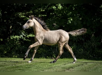 German Riding Pony, Stallion, 1 year, 14.2 hh, Dun