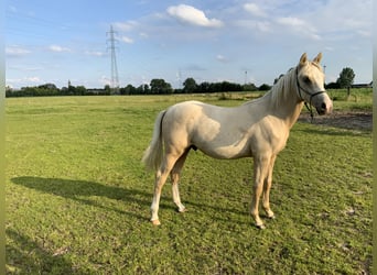 German Riding Pony Mix, Stallion, 1 year, 14.2 hh, Palomino