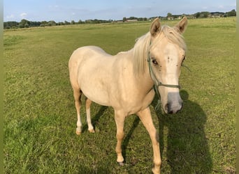 German Riding Pony Mix, Stallion, 1 year, 14.2 hh, Palomino