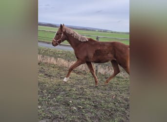 German Riding Pony, Stallion, 1 year, 14.2 hh, Palomino