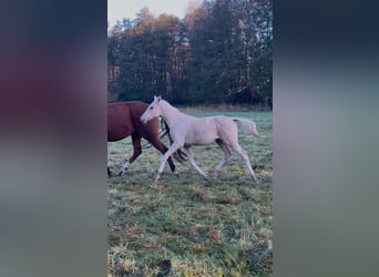 German Riding Pony, Stallion, 1 year, 14,2 hh, Palomino