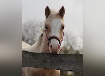 German Riding Pony, Stallion, 1 year, 14.2 hh, Palomino