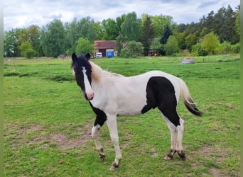 German Riding Pony, Stallion, 1 year, 14.2 hh, Pinto