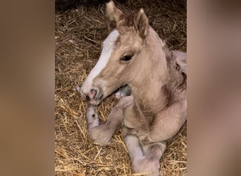 German Riding Pony, Stallion, 1 year, 14,2 hh, Red Dun