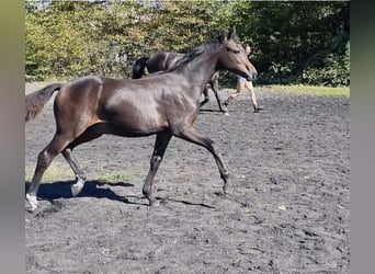 German Riding Pony, Stallion, 1 year, 14.2 hh, Smoky-Black