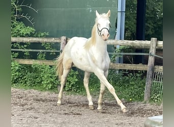 German Riding Pony, Stallion, 1 year, 14.3 hh, Cremello