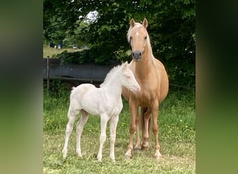 German Riding Pony, Stallion, 1 year, 14.3 hh, Cremello