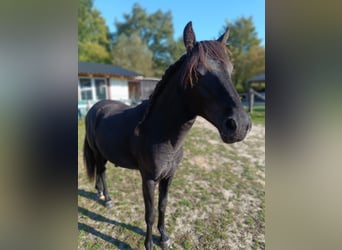 German Riding Pony, Stallion, 1 year, 14,1 hh, Black