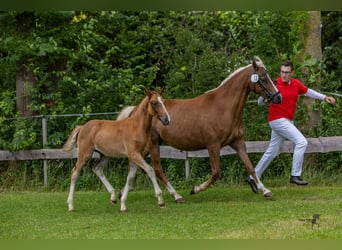 German Riding Pony, Stallion, 1 year, 14,1 hh, Chestnut-Red
