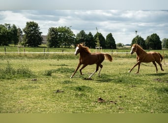 German Riding Pony, Stallion, 1 year, 14,1 hh, Chestnut-Red