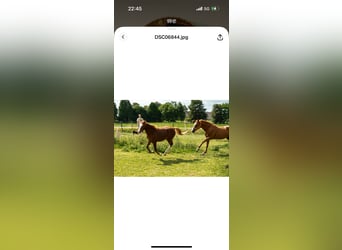 German Riding Pony, Stallion, 1 year, 14,1 hh, Chestnut-Red