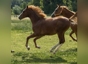 German Riding Pony, Stallion, 1 year, 14,1 hh, Chestnut-Red