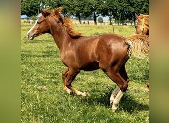 German Riding Pony, Stallion, 1 year, 14,1 hh, Chestnut-Red