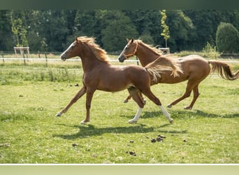 German Riding Pony, Stallion, 1 year, 14,1 hh, Chestnut-Red