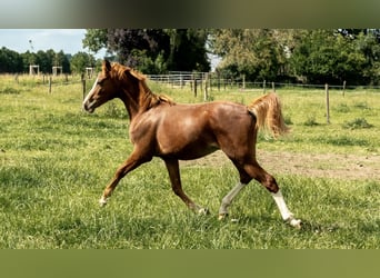 German Riding Pony, Stallion, 1 year, 14,1 hh, Chestnut-Red