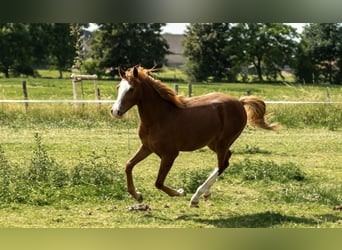 German Riding Pony, Stallion, 1 year, 14,1 hh, Chestnut-Red