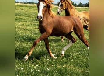 German Riding Pony, Stallion, 1 year, 14,1 hh, Chestnut-Red