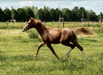 German Riding Pony, Stallion, 1 year, 14,1 hh, Chestnut-Red