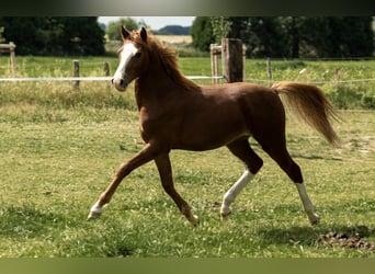 German Riding Pony, Stallion, 1 year, 14,1 hh, Chestnut-Red