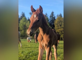 German Riding Pony, Stallion, 1 year, 14,1 hh, Chestnut-Red