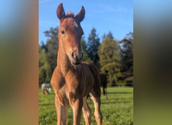 German Riding Pony, Stallion, 1 year, 14,1 hh, Chestnut-Red