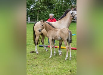 German Riding Pony, Stallion, 1 year, 14,1 hh