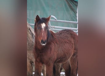 German Riding Pony, Stallion, 1 year, 14,2 hh, Brown